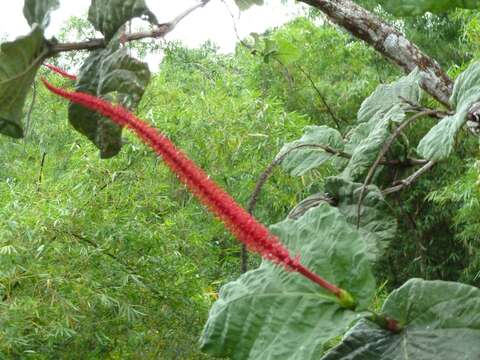 Coccoloba rugosa Desf. resmi