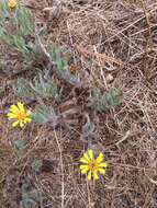 Image of sessileflower false goldenaster