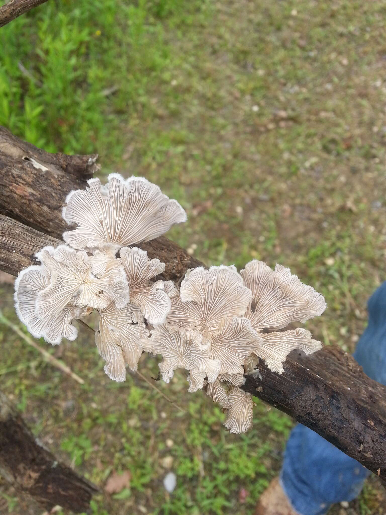 Image of Schizophyllum