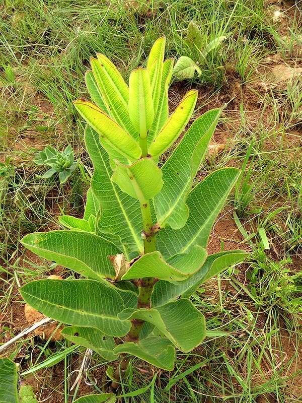 Image of Pachycarpus scaber (Harv.) N. E. Br.