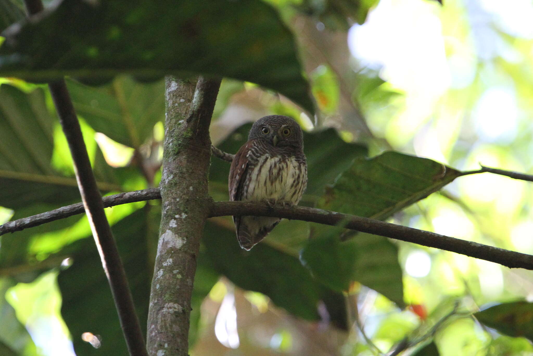 Image of Chestnut-backed Owlet