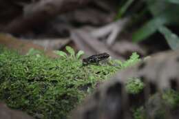 Image of Espinosa Poison Frog