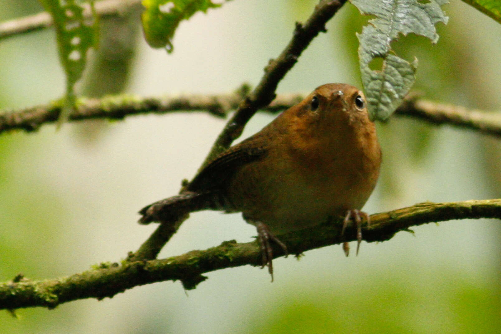 Image of Mountain Wren