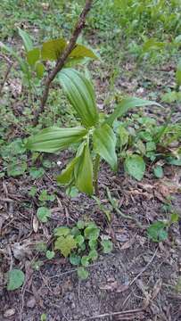 Image of Broadleaf solomon's seal