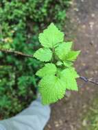 Image of White-Stem Raspberry