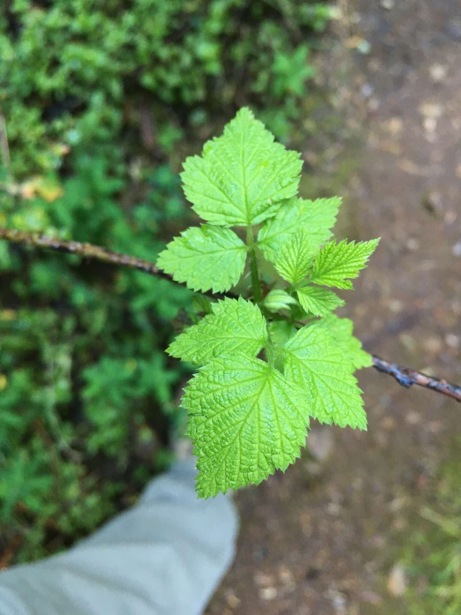 Image de Rubus leucodermis Dougl. ex Hook.