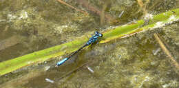 Image of Ischnura erratica Calvert 1895