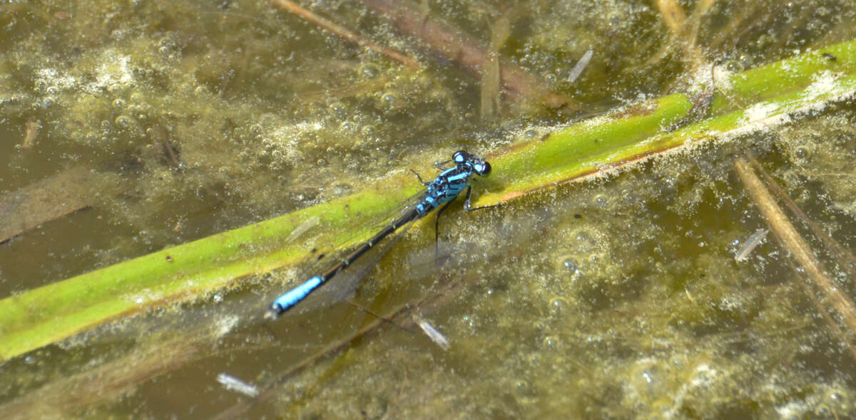 Image of Ischnura erratica Calvert 1895