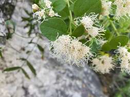 Sivun Ageratina wrightii (A. Gray) R. King & H. Rob. kuva