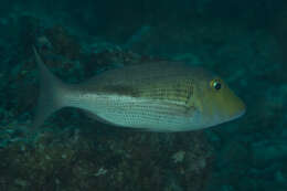 Image of Black blotch emperor