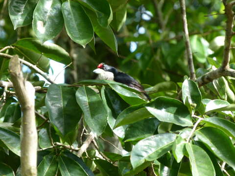 Image of White-mantled Barbet