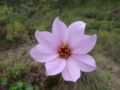 Image of Dahlia merckii Lehm.