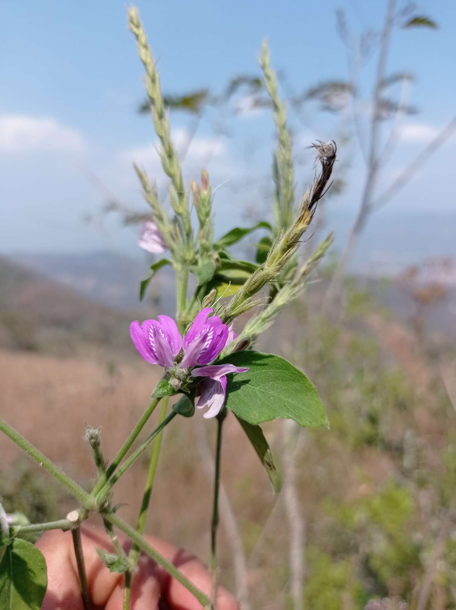 Image of Justicia breviflora (Nees) Rusby