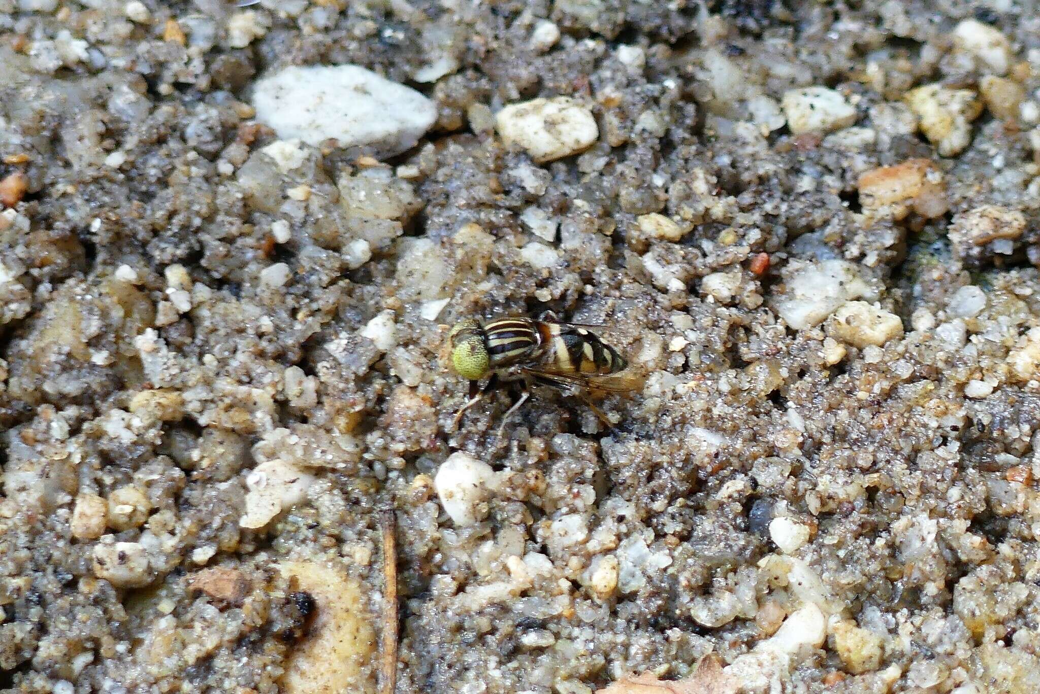 Image of Eristalinus obliquus (Wiedemann 1824)