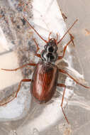 Image of <i>Nebria intermedia</i>