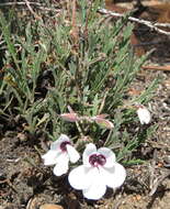 Image of Pelargonium tricolor (Jacq.) Curt.