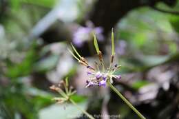 Image of Oreocharis benthamii var. reticulata Dunn