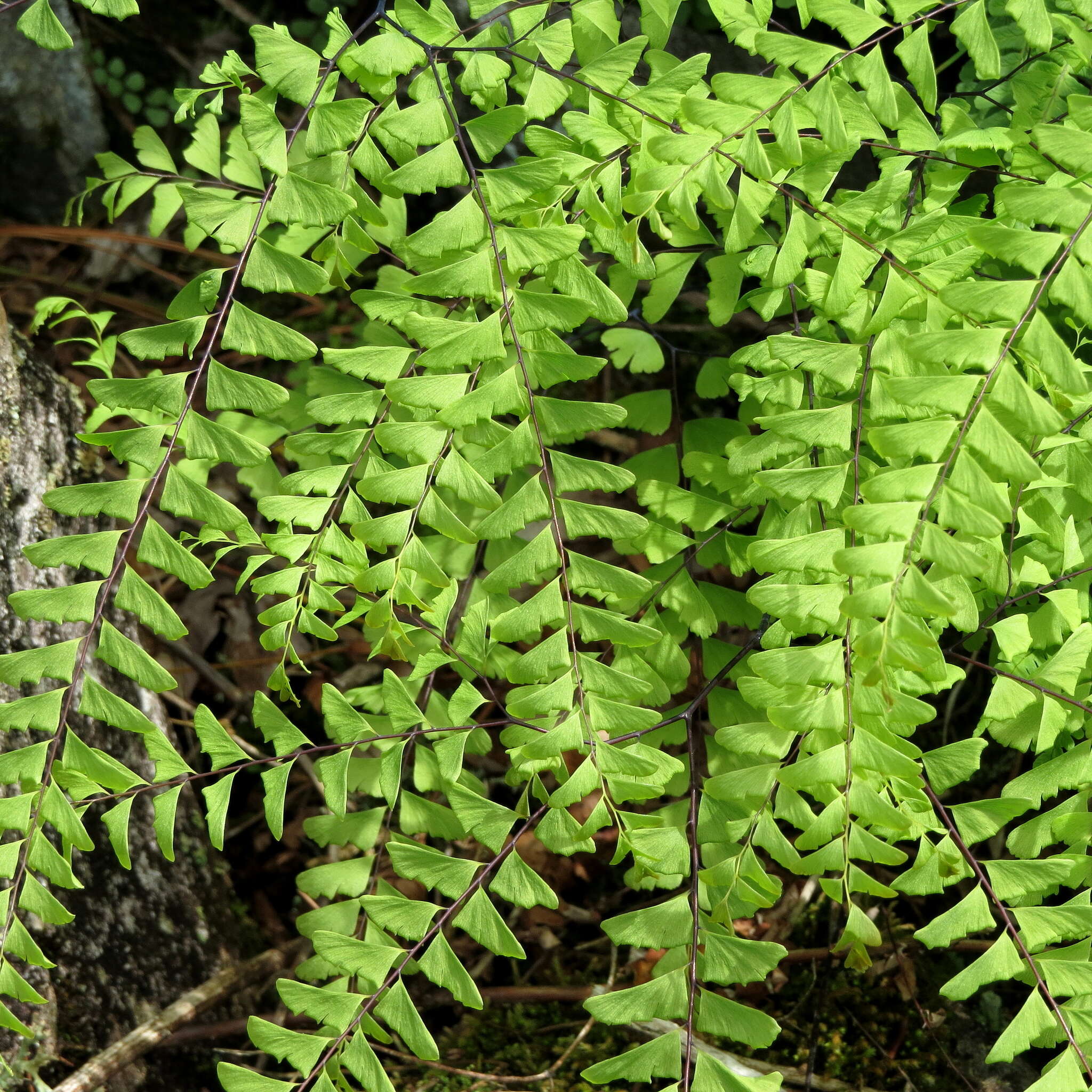 Imagem de Adiantum viridimontanum Paris