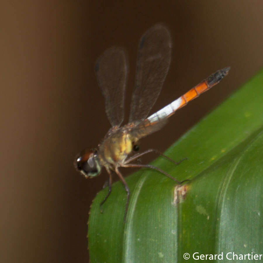 Image of Brachygonia oculata (Brauer 1878)