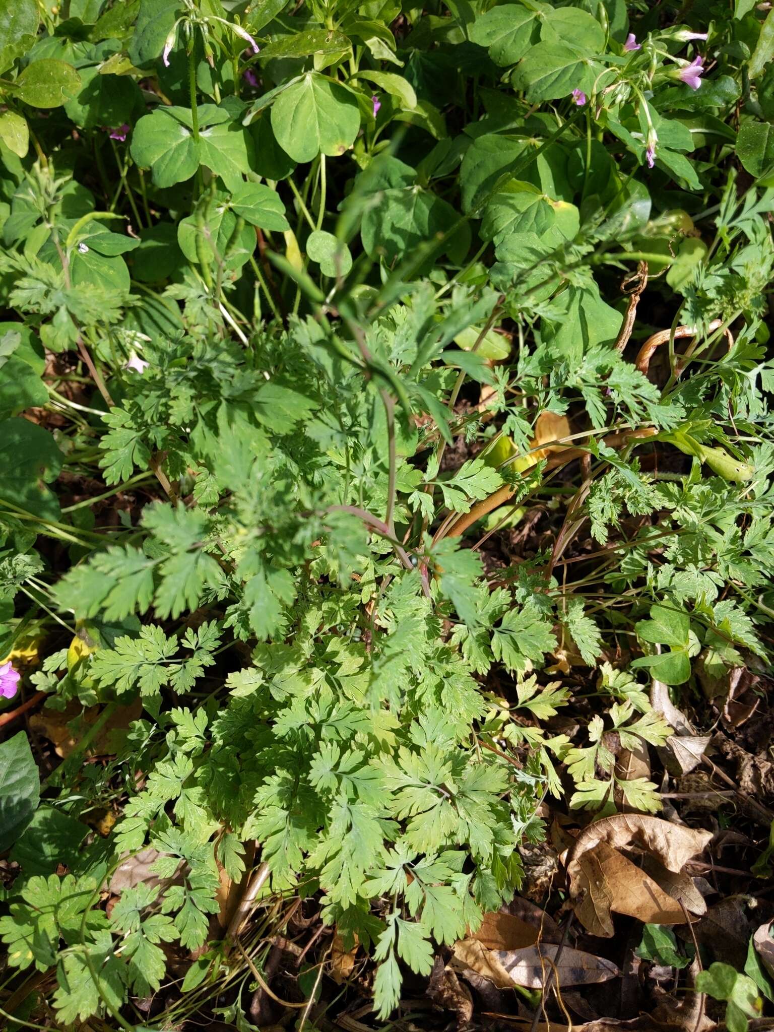 Image of smallflower fumewort