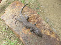 Image of Gallotia caesaris gomerae (Boettger & Müller 1914)