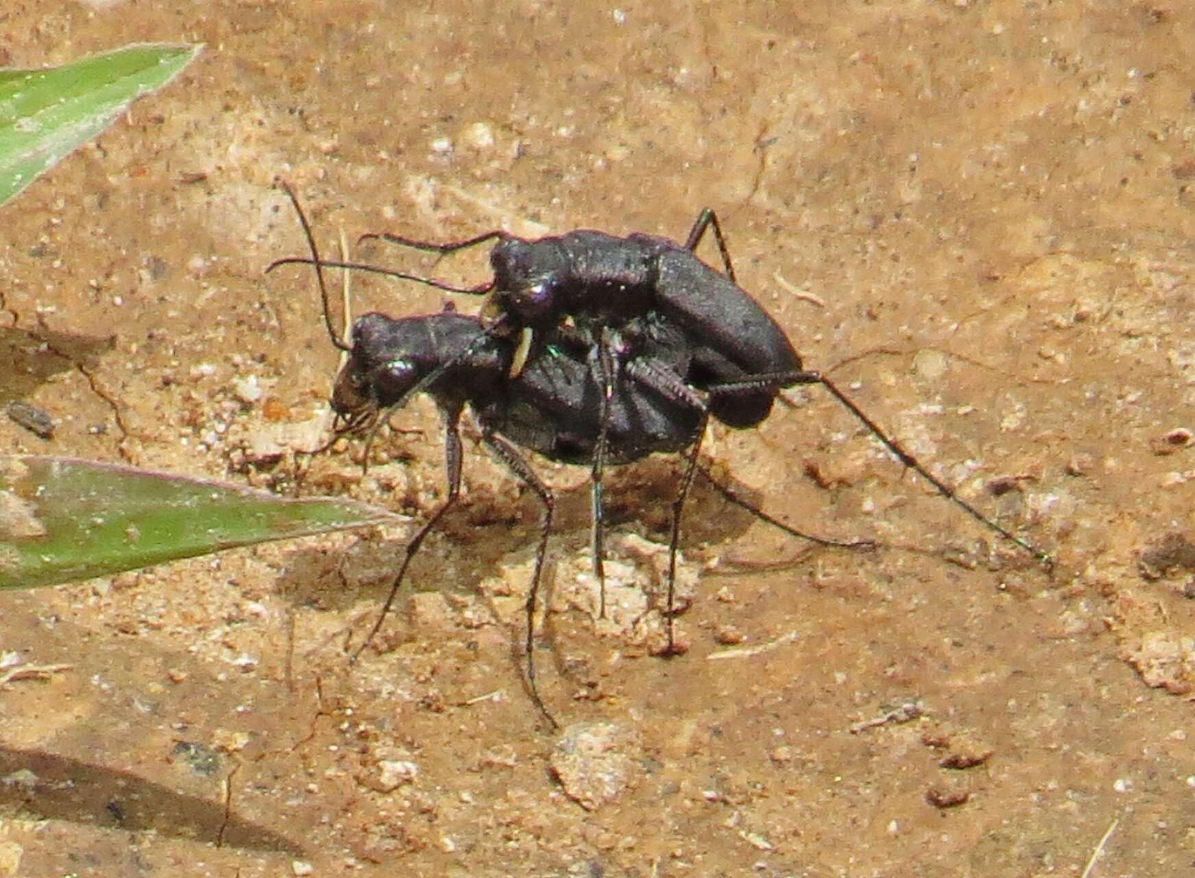 Image de Cicindela (Cicindelidia) cyaniventris Chevrolat 1834