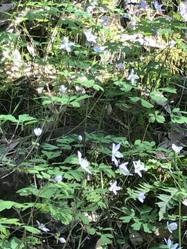 Image of western false rue anemone