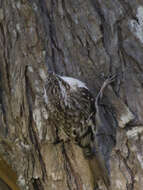 Image of treecreepers