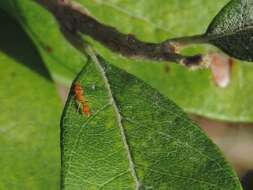 Image of Pseudomyrmex pallidus (Smith 1855)