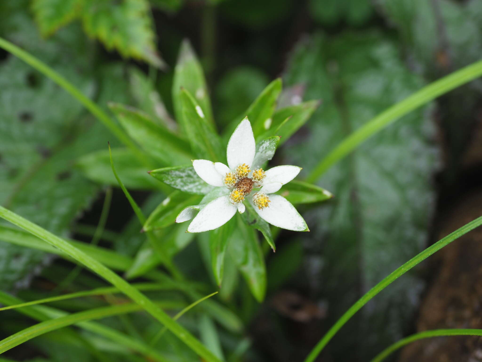 Image of Leontopodium japonicum var. shiroumense Nakai ex Kitam.