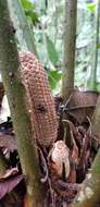 Image of Zamia lindenii Regel ex André