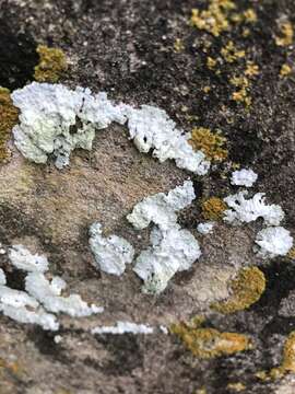 Image of diploicia lichen