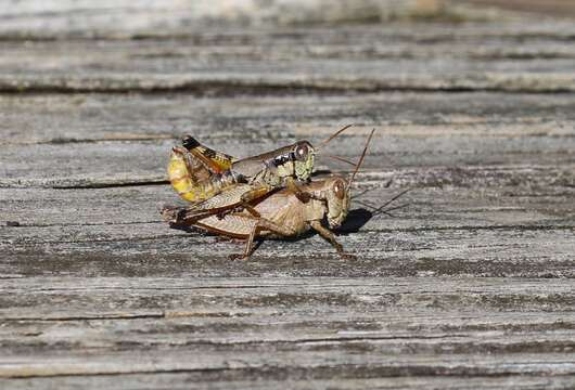 Слика од Melanoplus scudderi (Uhler 1864)