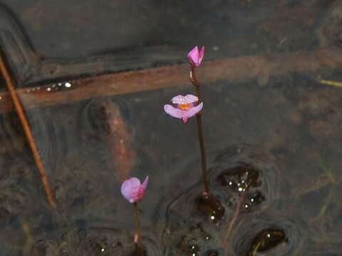 Image of Utricularia hydrocarpa Vahl