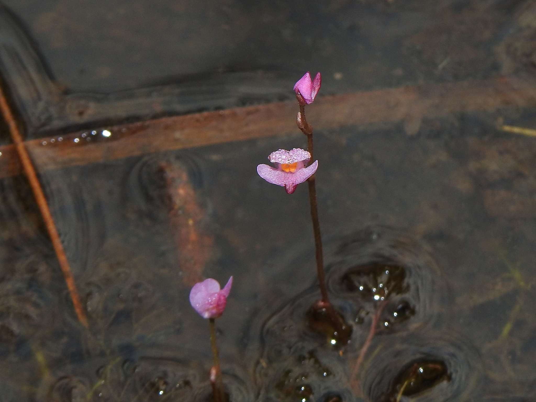 Utricularia hydrocarpa Vahl的圖片