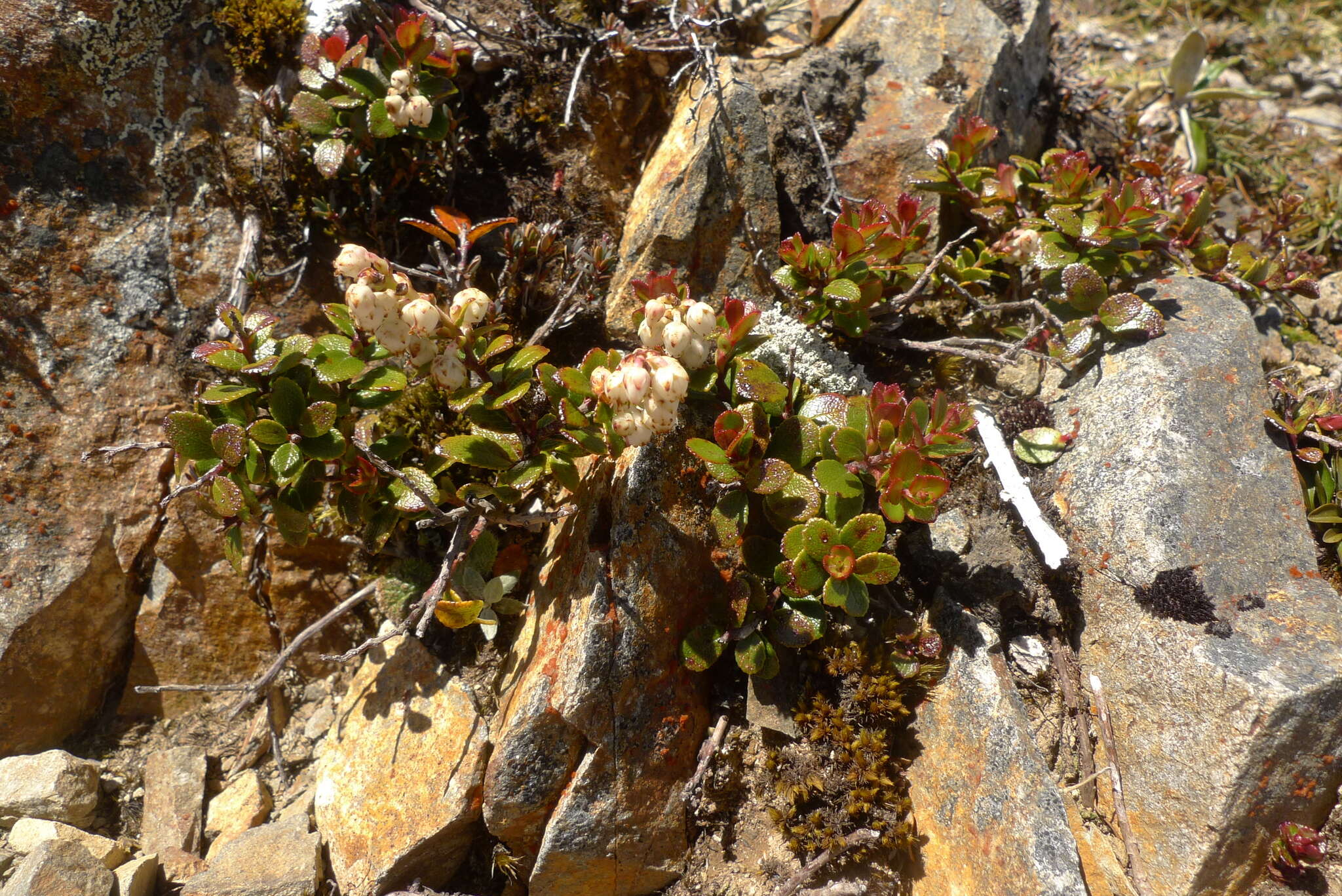 Image of Gaultheria crassa Allan