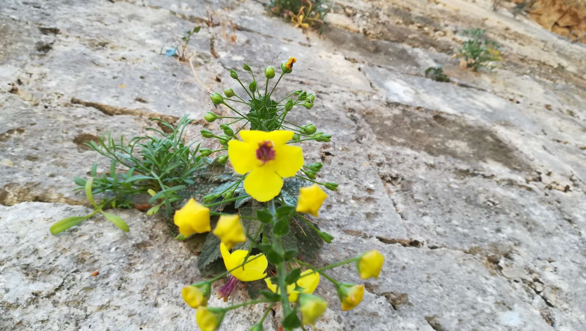 Image of Verbascum arcturus L.