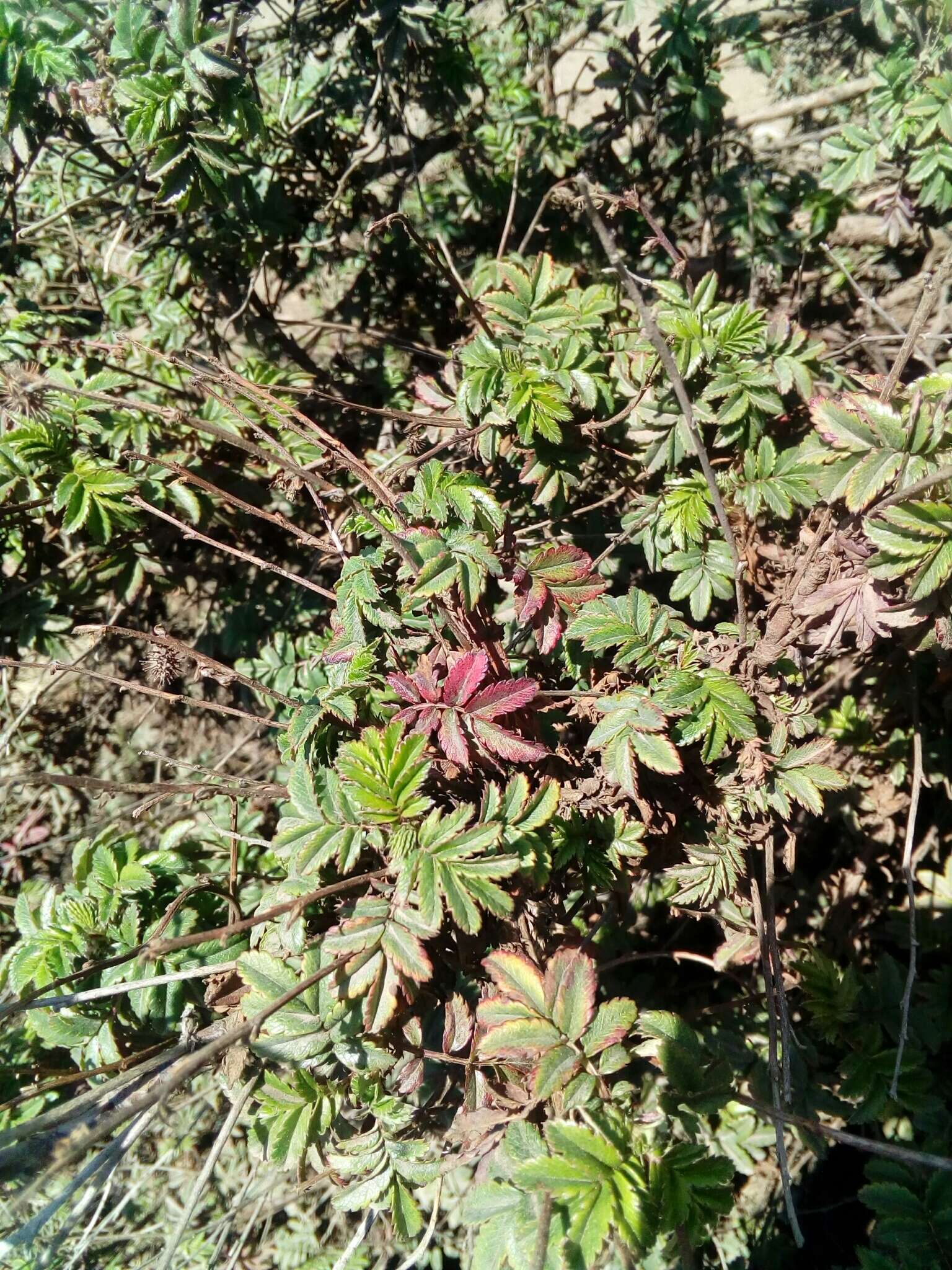 Image of Acaena elongata L.