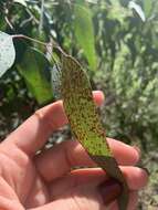 Image of Eucalyptus gall wasp