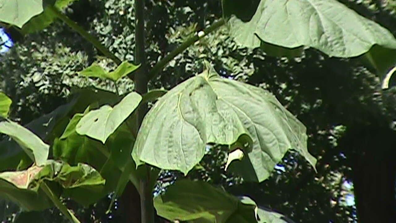 Image of Paulownia tomentosa (Thunb.) Steud.