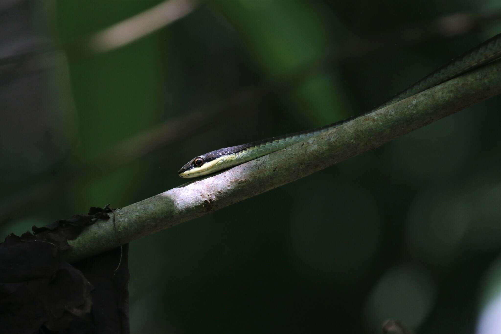 Sivun Dendrelaphis calligaster (Günther 1867) kuva