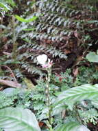 Image of Anisosepalum alboviolaceum (R. Benoist) E. Hossain