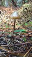 Image de Psilocybe aucklandiae Guzmán, C. C. King & Bandala 1991