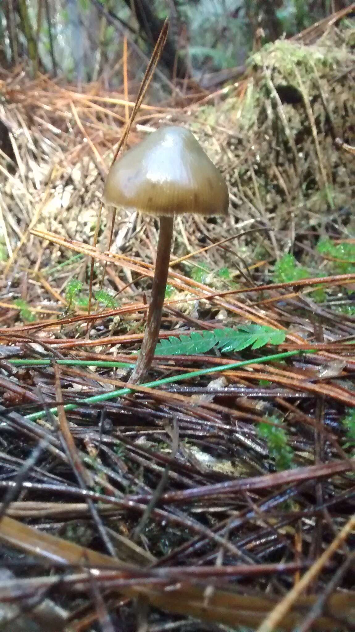 Image de Psilocybe aucklandiae Guzmán, C. C. King & Bandala 1991