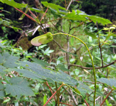 Imagem de Acer caudatum Wall.