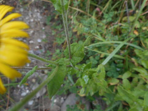 Image of Pulicaria dysenterica subsp. dysenterica