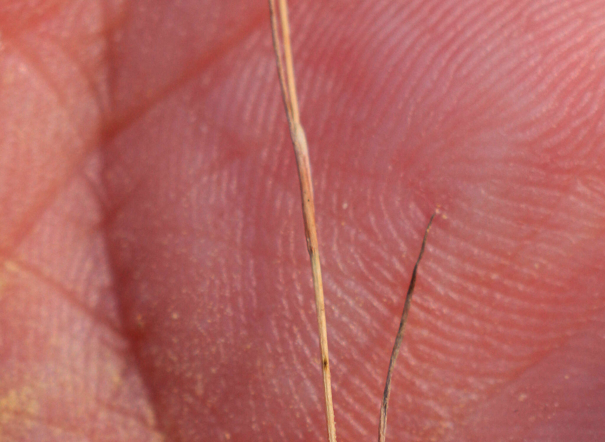 Image of sand rush