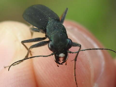 Imagem de Dromochorus pruininus Casey 1897