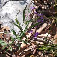 Image of Polygala appressipilis Blake