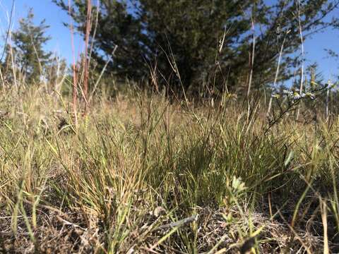 Image of puffsheath dropseed